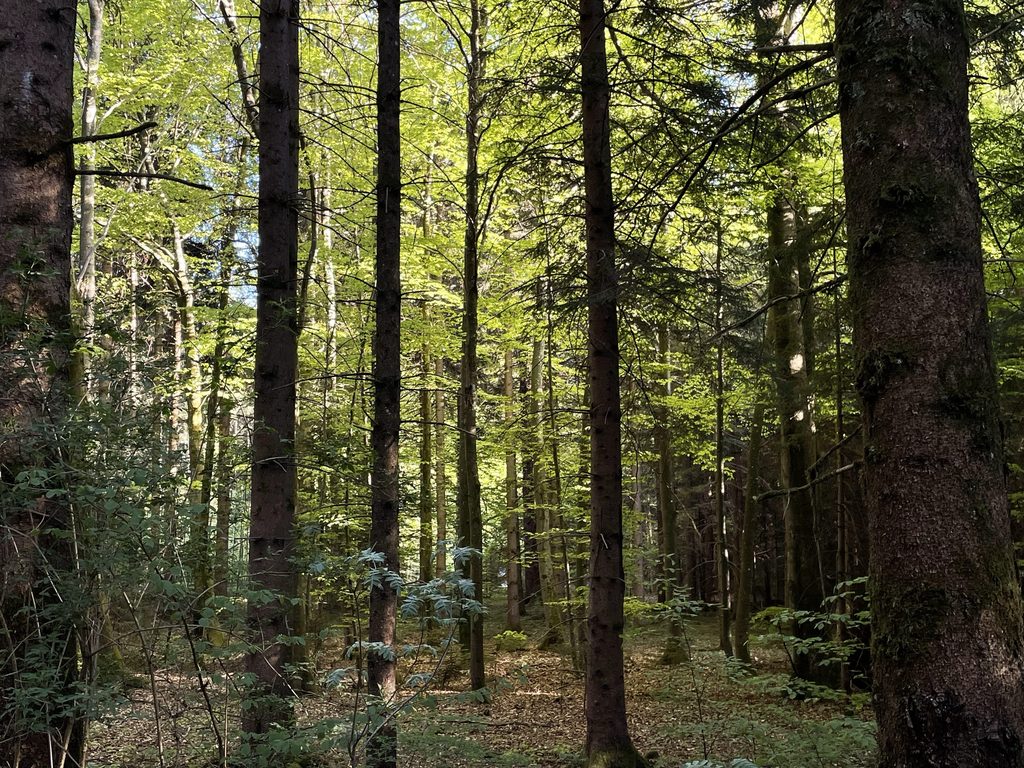 Ruhiger Wald mit Bäumen und natürlichem Licht.